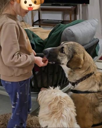 Noroc, ein freundlicher Riese, möchte sein Zuhause finden