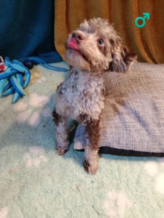 Wunderschöne Toypudel u Zwergpudel Merle, Schoko Merle, Black and Tan schokobraun