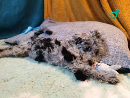 Wunderschöne Toypudel u Zwergpudel Merle, Schoko Merle, Black and Tan schokobraun