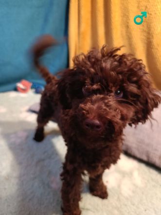 Wunderschöne Toypudel u Zwergpudel Merle, Schoko Merle, Black and Tan schokobraun