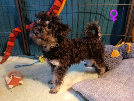 Wunderschöne Toypudel u Zwergpudel Merle, Schoko Merle, Black and Tan schokobraun