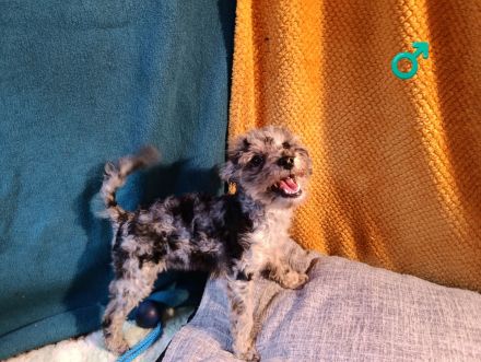 Wunderschöne Toypudel u Zwergpudel Merle, Schoko Merle, Black and Tan schokobraun