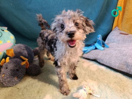 Wunderschöne Toypudel u Zwergpudel Merle, Schoko Merle, Black and Tan schokobraun