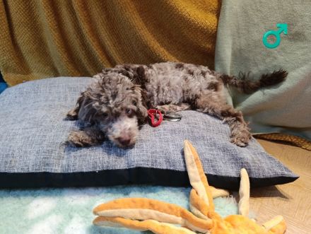 Wunderschöne Toypudel u Zwergpudel Merle, Schoko Merle, Black and Tan schokobraun