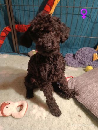 Wunderschöne Toypudel u Zwergpudel Merle, Schoko Merle, Black and Tan schokobraun