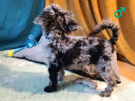 Wunderschöne Toypudel u Zwergpudel Merle, Schoko Merle, Black and Tan schokobraun