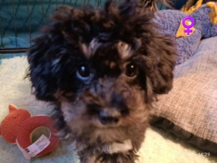 Wunderschöne Toypudel u Zwergpudel Merle, Schoko Merle, Black and Tan schokobraun