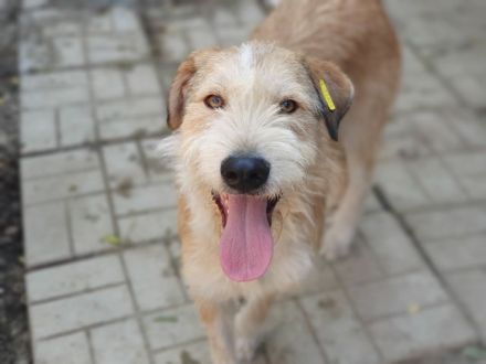 Chap, charmanter und menschenbezogener Hund sucht Menschen für das große Abendteuer Leben, 3 J, 57cm