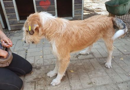 Chap, charmanter und menschenbezogener Hund sucht Menschen für das große Abendteuer Leben, 3 J, 57cm