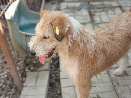 Chap, charmanter und menschenbezogener Hund sucht Menschen für das große Abendteuer Leben, 3 J, 57cm