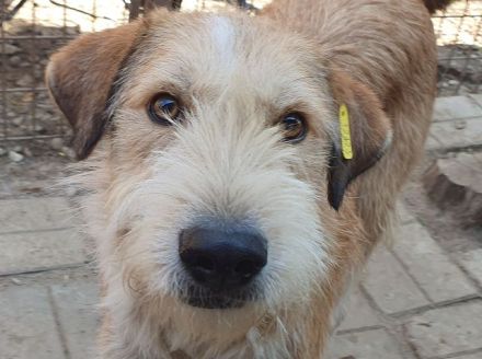 Chap, charmanter und menschenbezogener Hund sucht Menschen für das große Abendteuer Leben, 3 J, 57cm