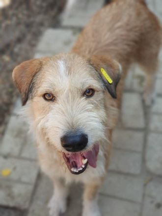 Chap, charmanter und menschenbezogener Hund sucht Menschen für das große Abendteuer Leben, 3 J, 57cm