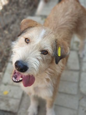 Chap, charmanter und menschenbezogener Hund sucht Menschen für das große Abendteuer Leben, 3 J, 57cm