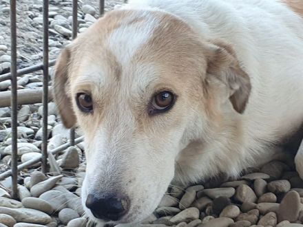 Cindy, wunderschöne Hündin mit viel Potenzial sucht Menschen mit Geduld und Zeit, 4J, 54 cm