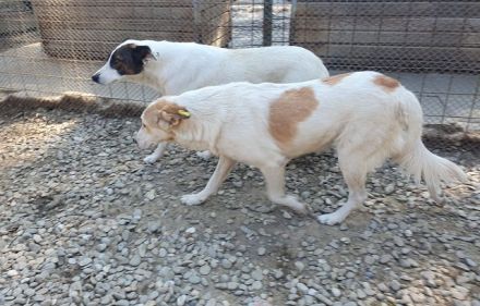 Cindy, wunderschöne Hündin mit viel Potenzial sucht Menschen mit Geduld und Zeit, 4J, 54 cm