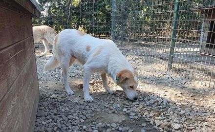 Cindy, wunderschöne Hündin mit viel Potenzial sucht Menschen mit Geduld und Zeit, 4J, 54 cm