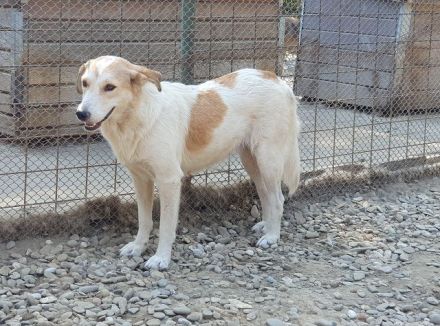 Cindy, wunderschöne Hündin mit viel Potenzial sucht Menschen mit Geduld und Zeit, 4J, 54 cm