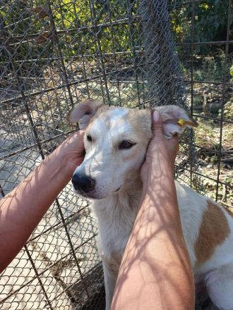 Cindy, wunderschöne Hündin mit viel Potenzial sucht Menschen mit Geduld und Zeit, 4J, 54 cm