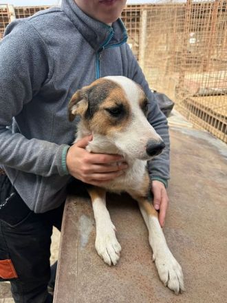 Elda, reundliche, junge Hündin mit zartem Wesen und viel Potenzial, 1.5 J, 53 cm