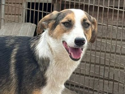 Elda, reundliche, junge Hündin mit zartem Wesen und viel Potenzial, 1.5 J, 53 cm