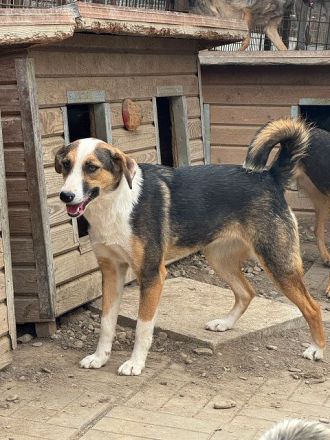 Elda, reundliche, junge Hündin mit zartem Wesen und viel Potenzial, 1.5 J, 53 cm