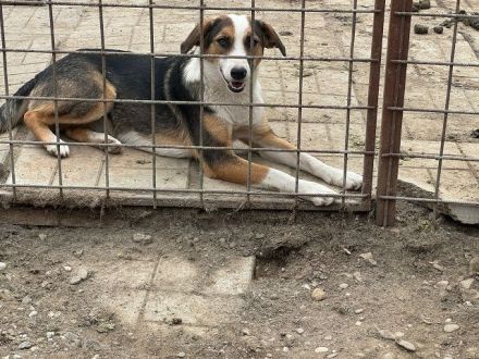 Elda, reundliche, junge Hündin mit zartem Wesen und viel Potenzial, 1.5 J, 53 cm