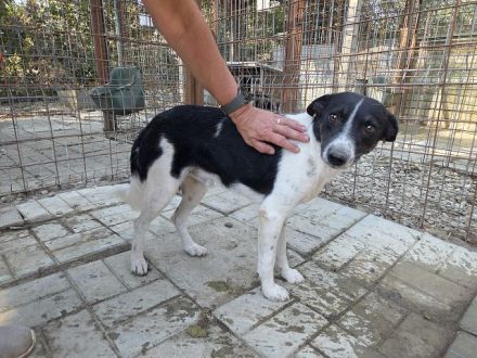 Knopf, hübscher, zarter Rüde wartet auf eine Chance auf ein besseres Leben, 3,5J, 48 cm