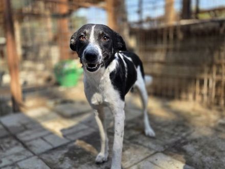 Knopf, hübscher, zarter Rüde wartet auf eine Chance auf ein besseres Leben, 3,5J, 48 cm