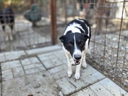 Knopf, hübscher, zarter Rüde wartet auf eine Chance auf ein besseres Leben, 3,5J, 48 cm