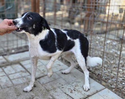 Knopf, hübscher, zarter Rüde wartet auf eine Chance auf ein besseres Leben, 3,5J, 48 cm