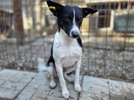 Knopf, hübscher, zarter Rüde wartet auf eine Chance auf ein besseres Leben, 3,5J, 48 cm