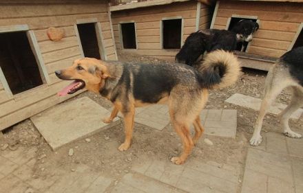 Maleika, fröhliche Hündin sucht Menschen, die ihr Stabilität und Aktivität bieten, 2J, 50cm