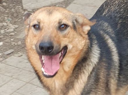 Maleika, fröhliche Hündin sucht Menschen, die ihr Stabilität und Aktivität bieten, 2J, 50cm