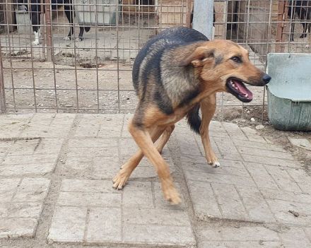 Maleika, fröhliche Hündin sucht Menschen, die ihr Stabilität und Aktivität bieten, 2J, 50cm