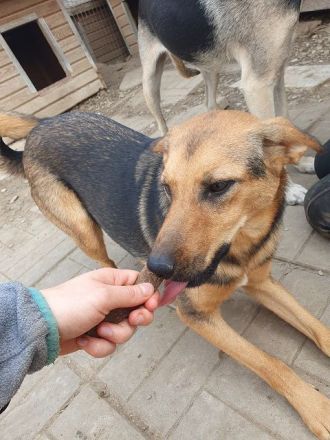 Maleika, fröhliche Hündin sucht Menschen, die ihr Stabilität und Aktivität bieten, 2J, 50cm