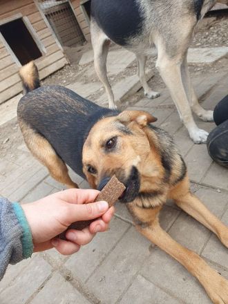Maleika, fröhliche Hündin sucht Menschen, die ihr Stabilität und Aktivität bieten, 2J, 50cm