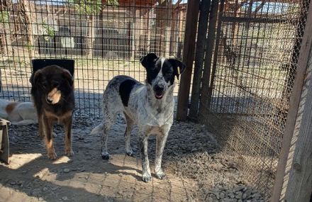 Nelia, sensibles, zurückhaltendes Wesen sucht ruhiges Zuhause zum Ankommen, 3.5J, 46 cm