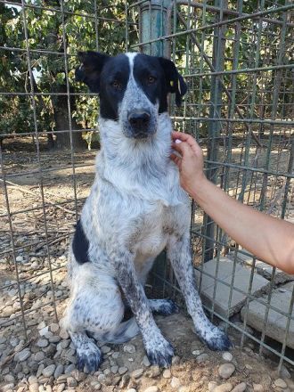 Nelia, sensibles, zurückhaltendes Wesen sucht ruhiges Zuhause zum Ankommen, 3.5J, 46 cm