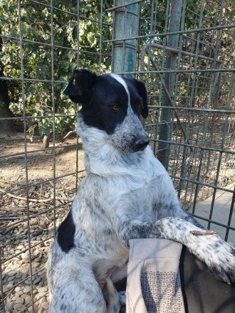 Nelia, sensibles, zurückhaltendes Wesen sucht ruhiges Zuhause zum Ankommen, 3.5J, 46 cm