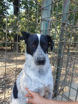 Nelia, sensibles, zurückhaltendes Wesen sucht ruhiges Zuhause zum Ankommen, 3.5J, 46 cm