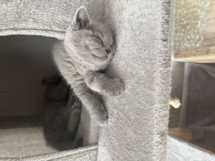Kitten BKH in grau