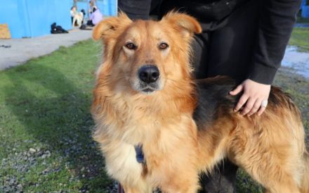 Ace: Gemeinsam die Welt entdecken - Schritt für Schritt