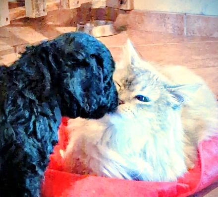Portugiesische Wasserhund Bergamasker Mix Welpen