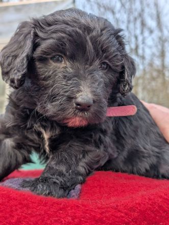 Portugiesische Wasserhund Bergamasker Mix Welpen