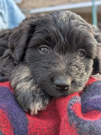 Portugiesische Wasserhund Bergamasker Mix Welpen