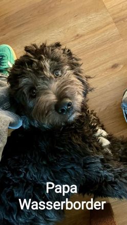 Portugiesische Wasserhund Bergamasker Mix Welpen