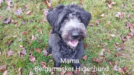 Portugiesische Wasserhund Bergamasker Mix Welpen