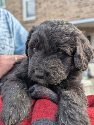 Portugiesische Wasserhund Bergamasker Mix Welpen