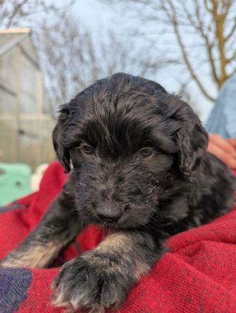 Portugiesische Wasserhund Bergamasker Mix Welpen