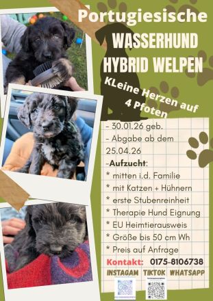 Portugiesische Wasserhund Bergamasker Mix Welpen